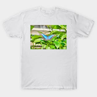 Butterfly Study 6 T-Shirt